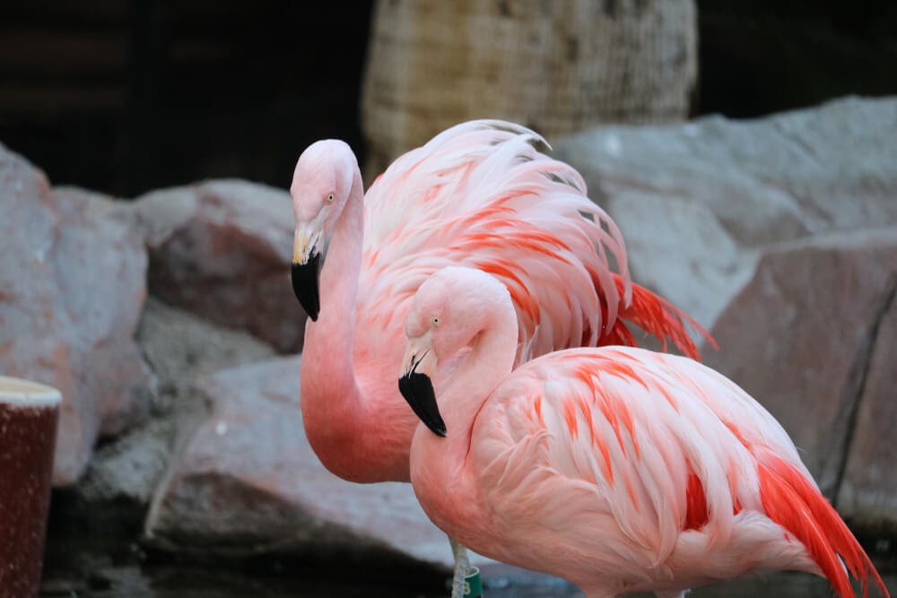 pink flamingos on rocks