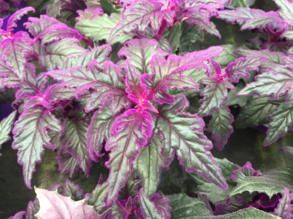 Plant with dark green leaves and velvety pink edges