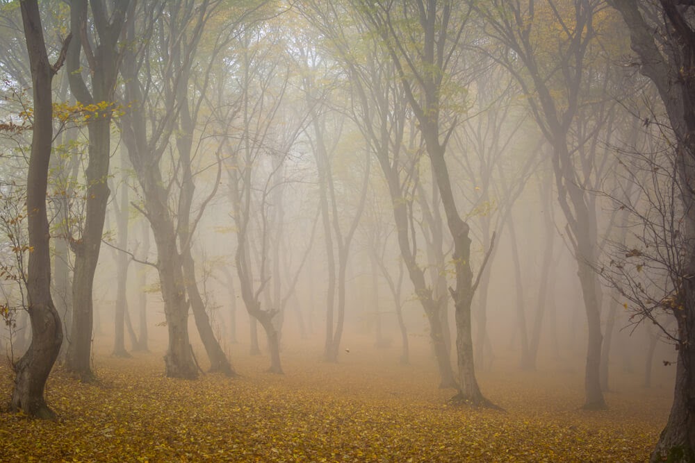 Hoia Baciu Forest in Romania. Tall trees with small golden leaves and fog.