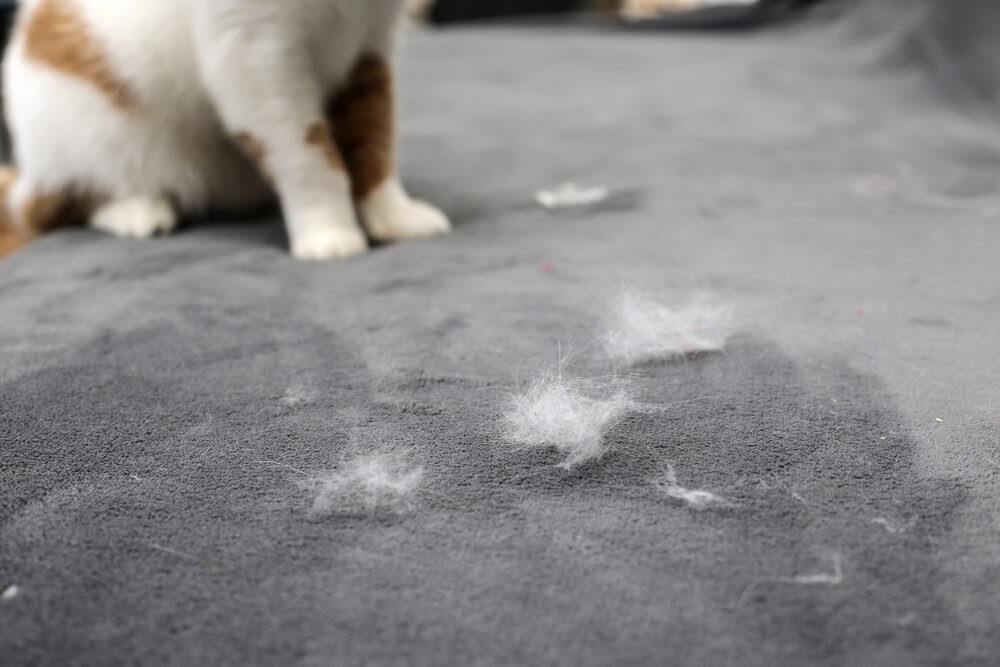 Clumps of pet fur on fabric with cat feet in the background.