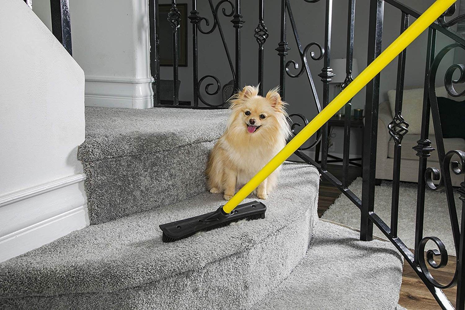Golden Pomeranian dog sitting on staircase being a rubber broom with a yellow handle.