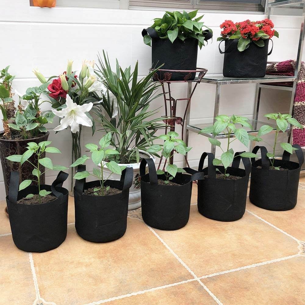Potted plants in grow bags