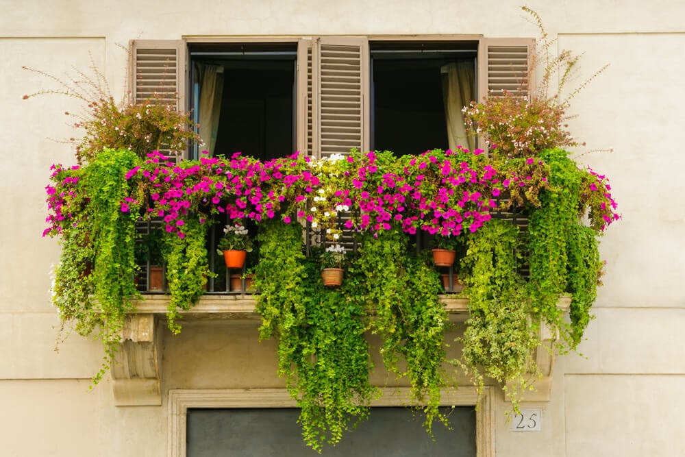 Hanging plants on a balcony