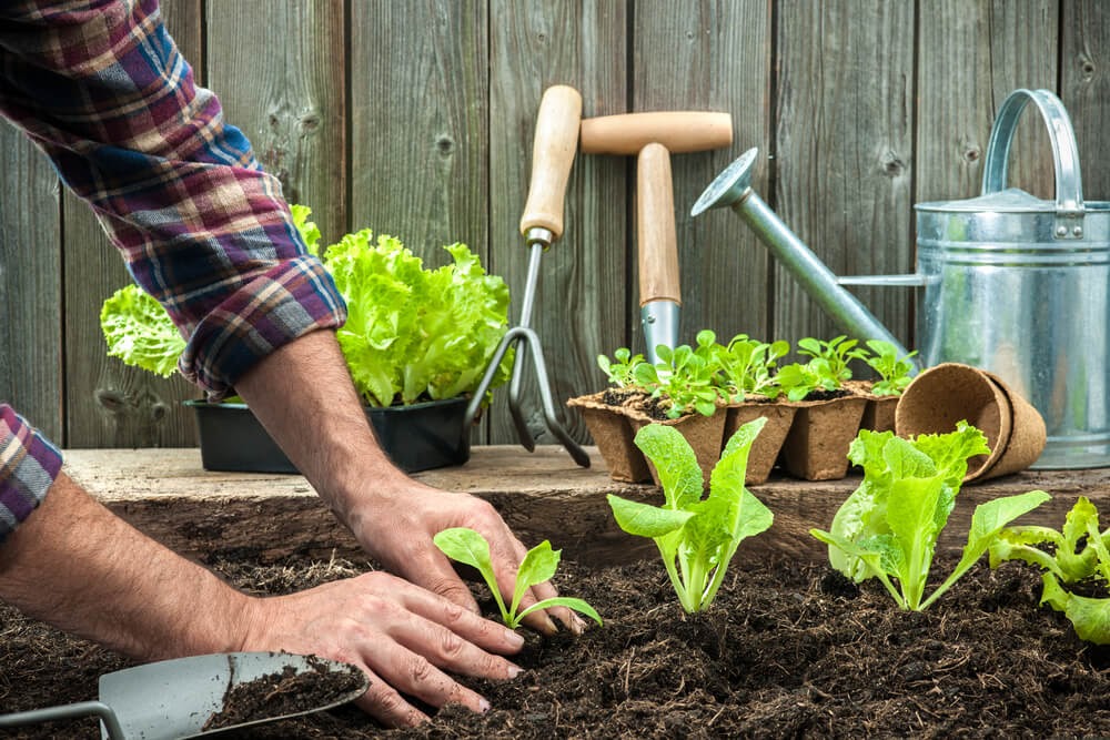 Person planting a row of leafy greens in the ground.