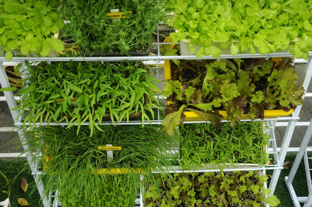 Plants on multiple shelves.