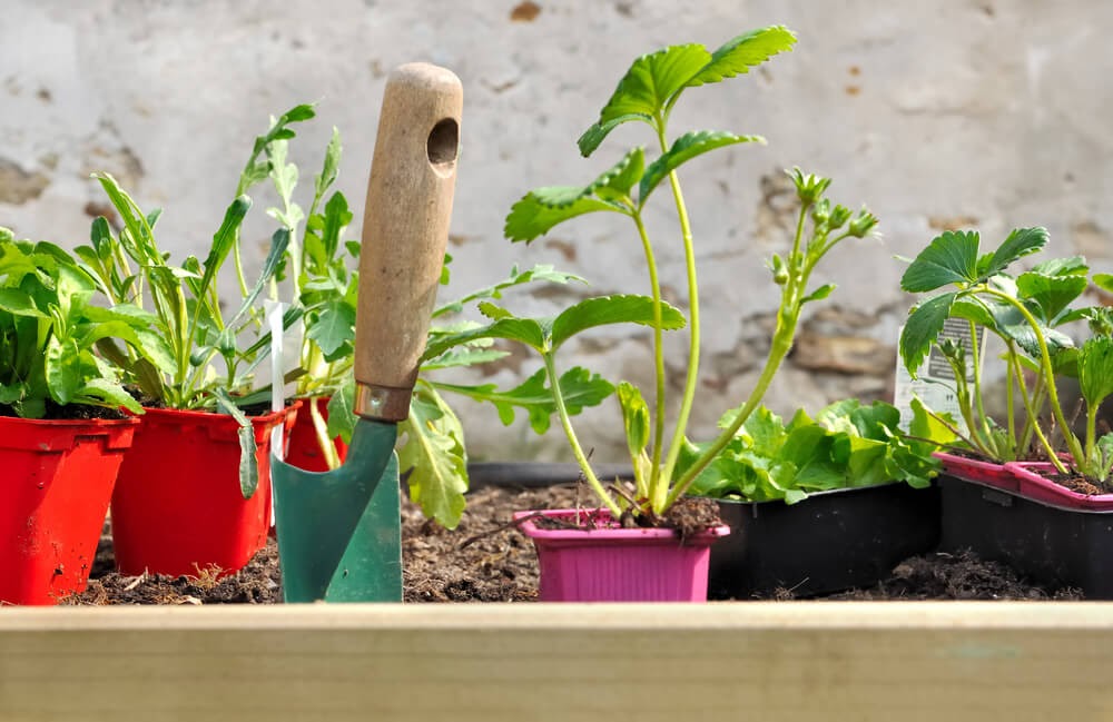 Plants in garden bed.