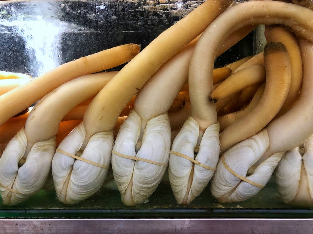 Geoduck