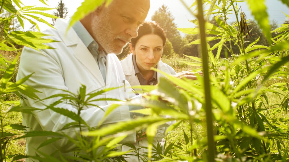 Two people in lab coats check out a marijuana plant.