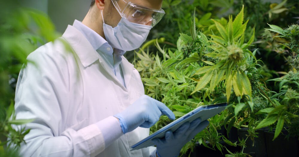 Man in lab coat standing in marijuana plants working on tablet.