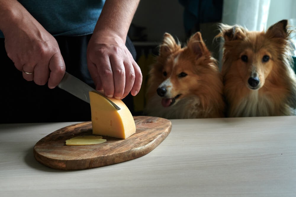 Two small dogs looking onto a person cutting cheese.