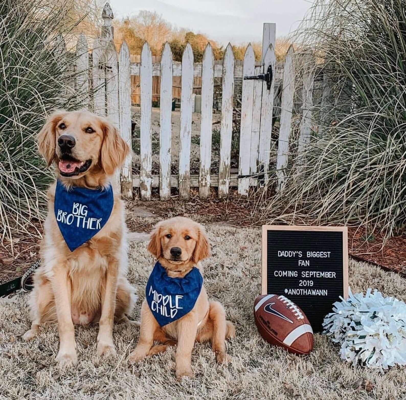 Golden retrievers sitting next to sign indicating a baby is coming