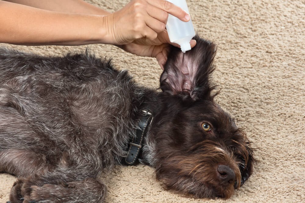 Woman squirting something in dog's ear