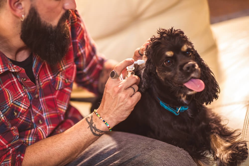 Man checking his dog's ears