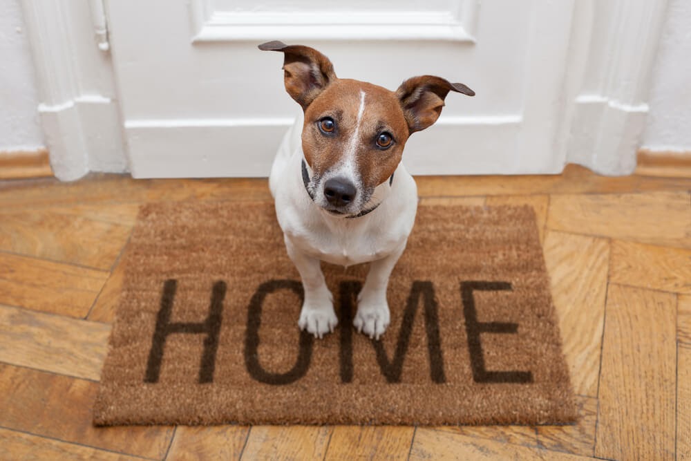 Jack Russel sitting on doormat