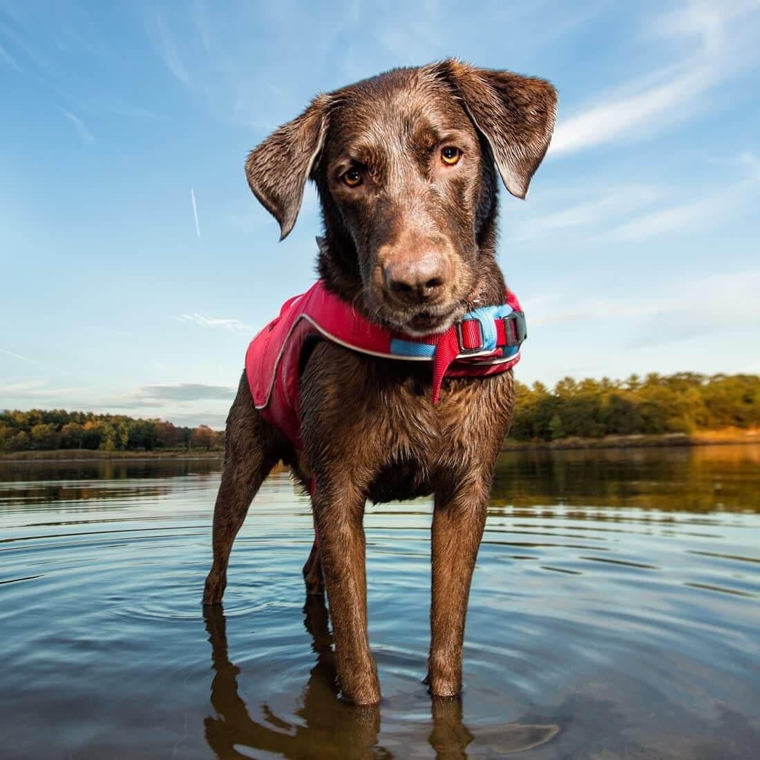 Kurgo Surf N Turf Dog Life Jacket