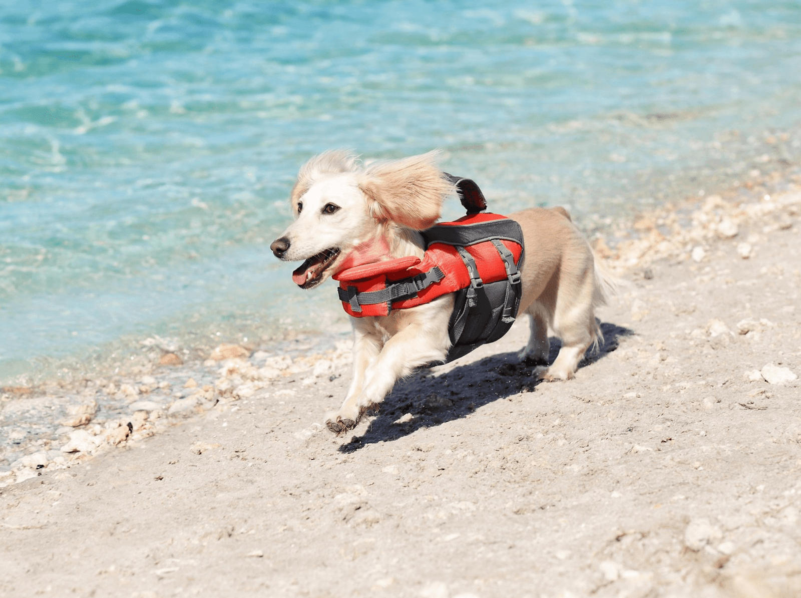 Frisco Dog Life Jacket