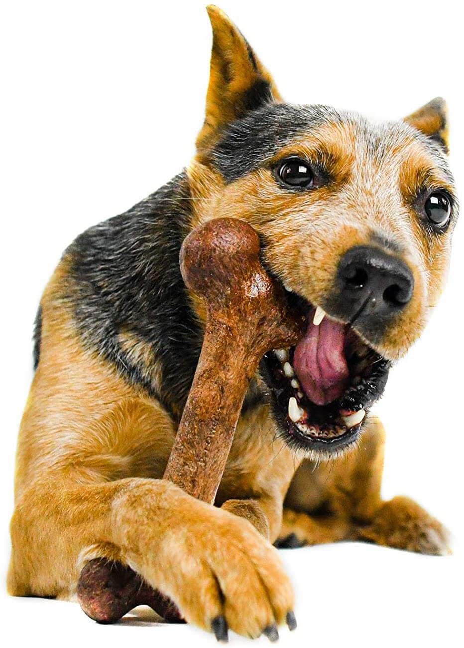 Dog enjoying a chew bone