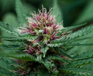 Indica marijuana strains cause weed hangovers, according to some sources.