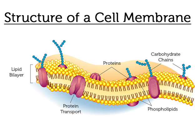 The structure of a cell membrane is key to understanding the benefits of phosphatidyl.