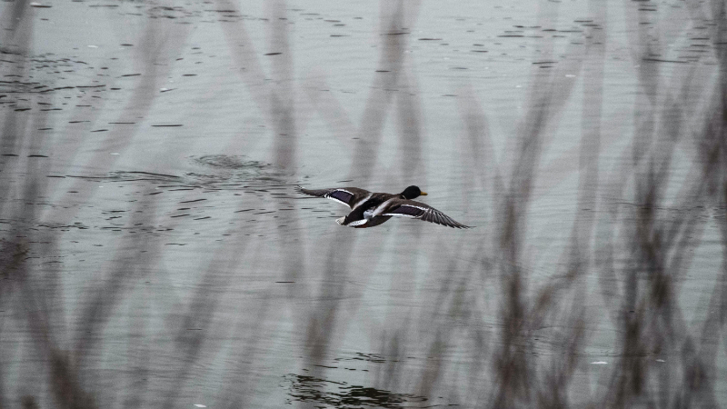The Yin and Yang of Duck Hunting