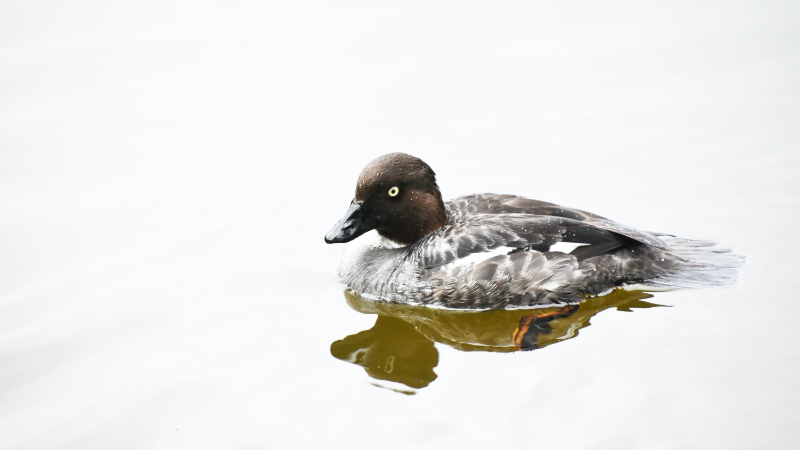 Breeding Ducks Down Slightly Overall Populations Good