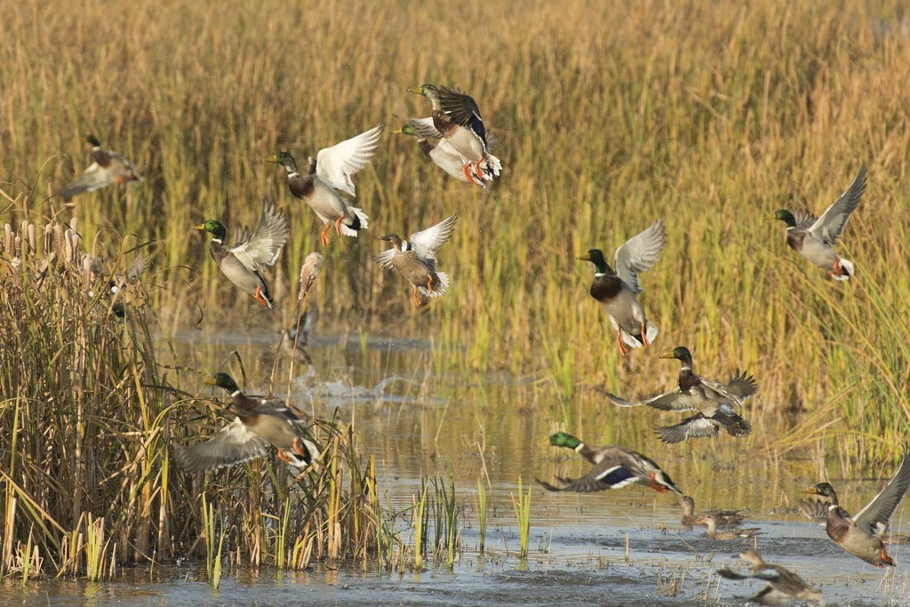 Spring 2020 Waterfowl Habitat Outlook