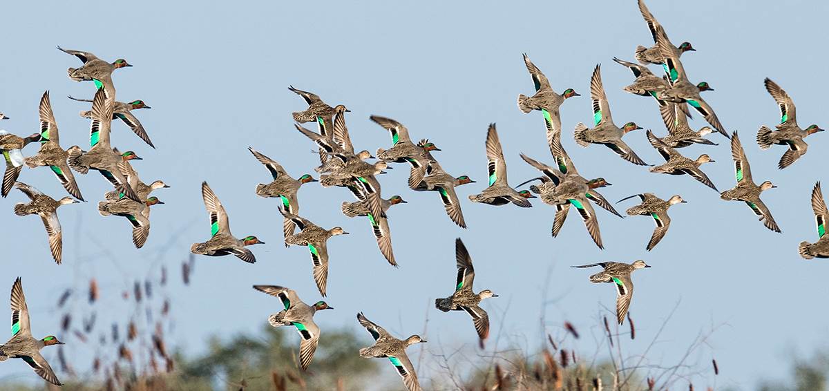 Summer 2020 Waterfowl Production Outlook