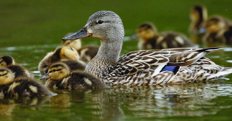 2021 Waterfowl Breeding and Habitat Survey Cancelled