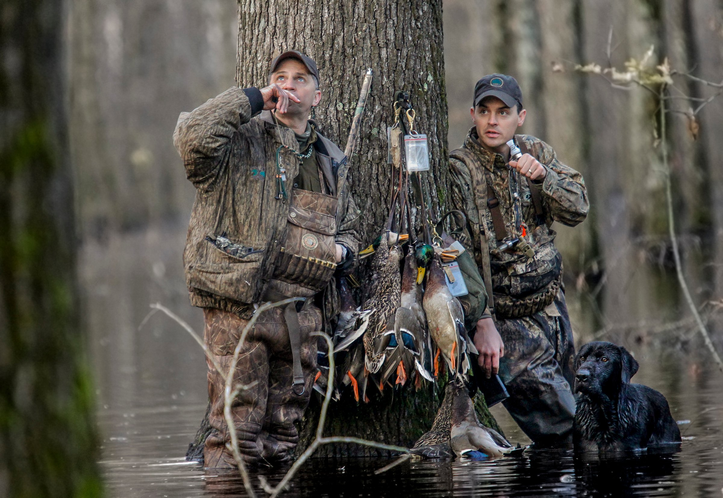 arkansas timber hunting