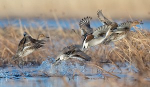 A group of pintails take flight in a marsh