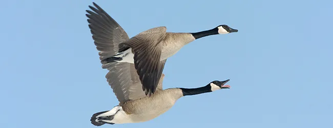 USDA Closes Import of Hunter Harvested Game Birds From Canada