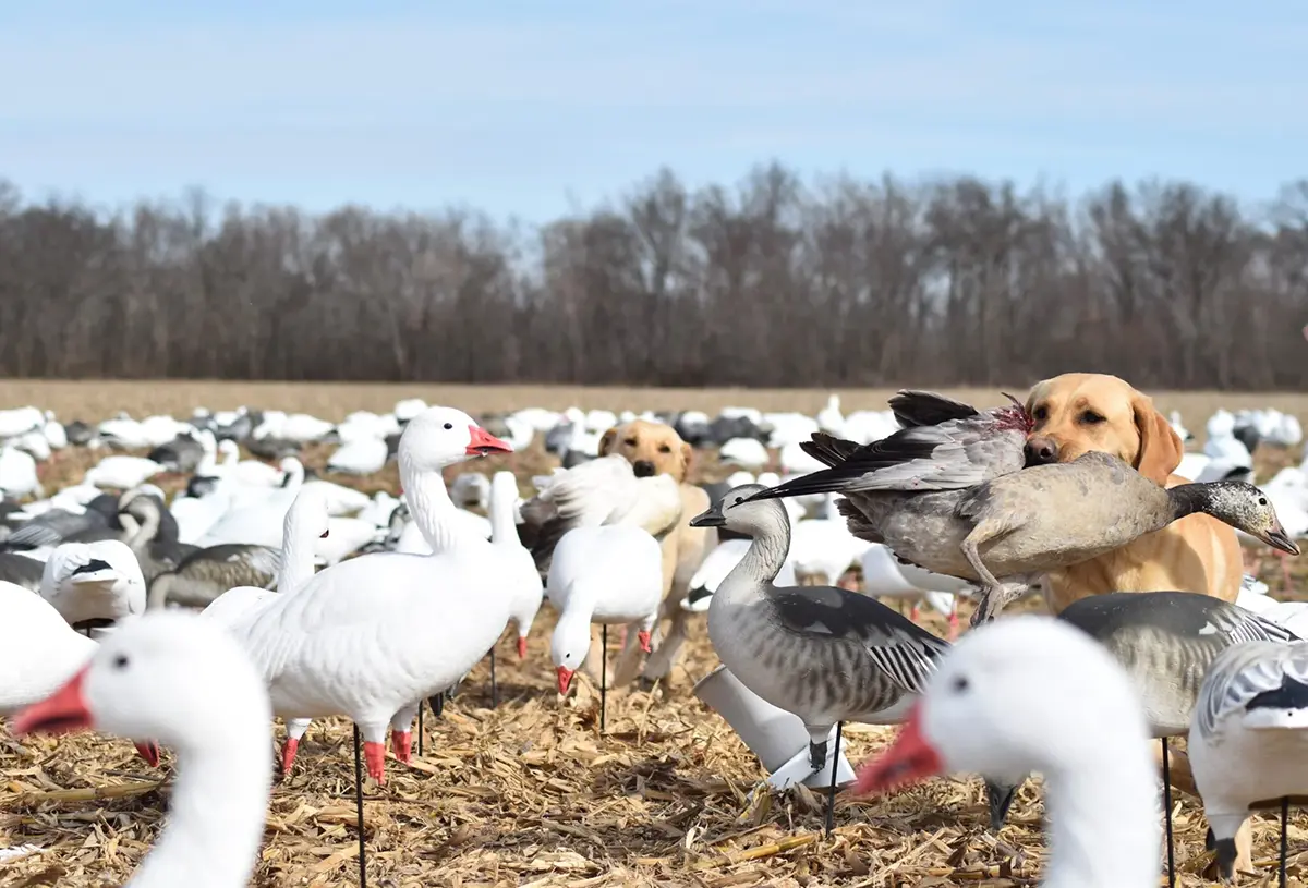 spring conservation goose hunt
