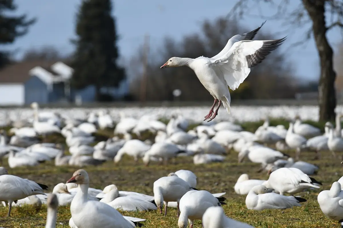 landing snow geese