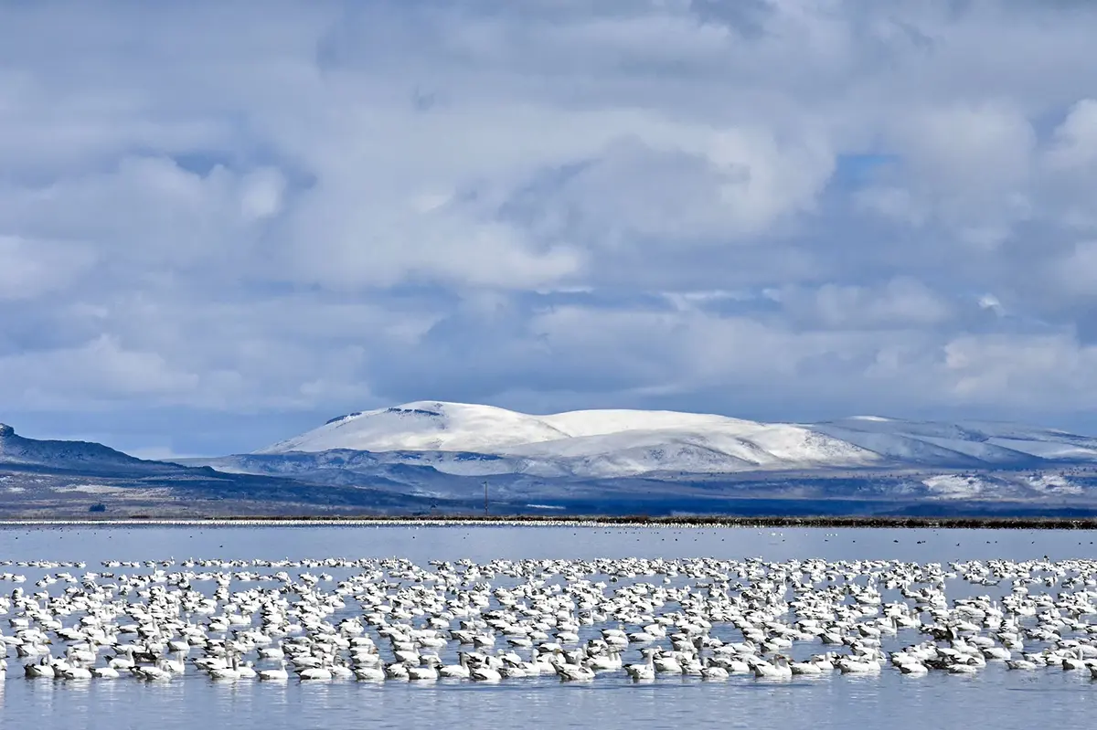 arctic tundra snow geese