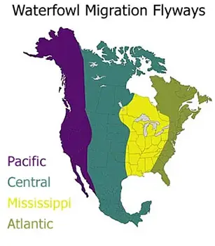 waterfowl migration flyways