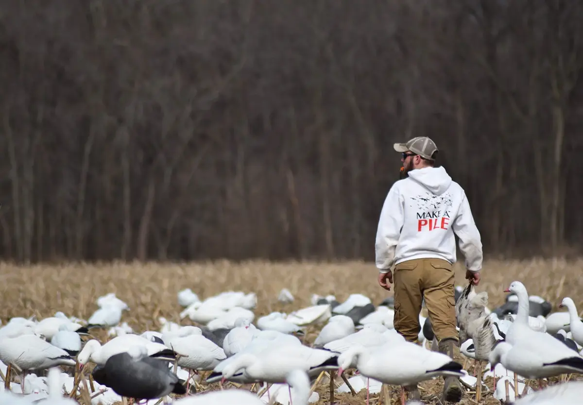 snow goose populations booming
