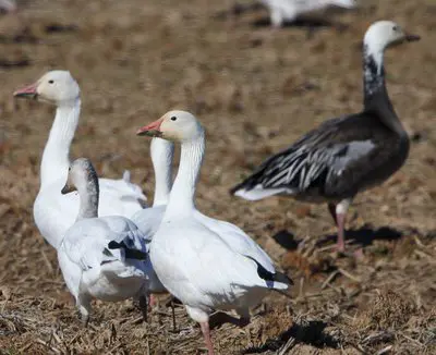 Snow geese come in white and blue phases
