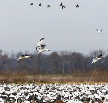 snow geese landing