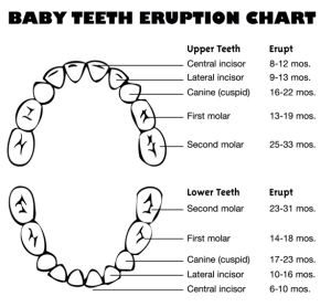 Baby teeth eruption chart
