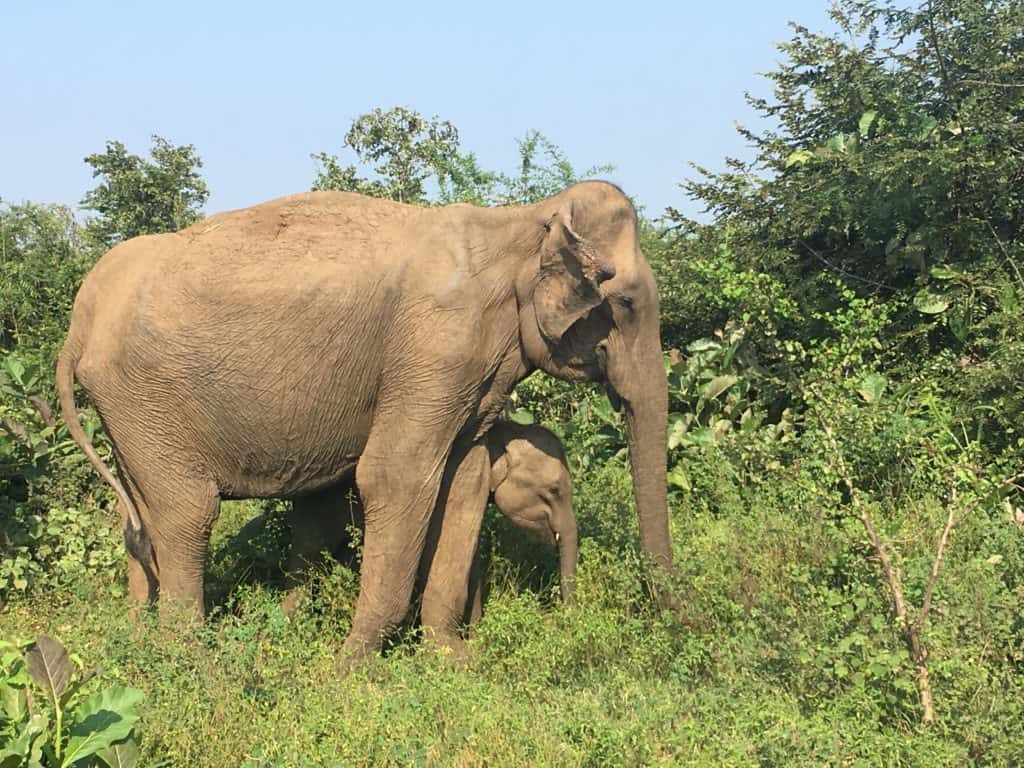 Safari in Udawalawe National Park