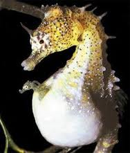 Male seahorse