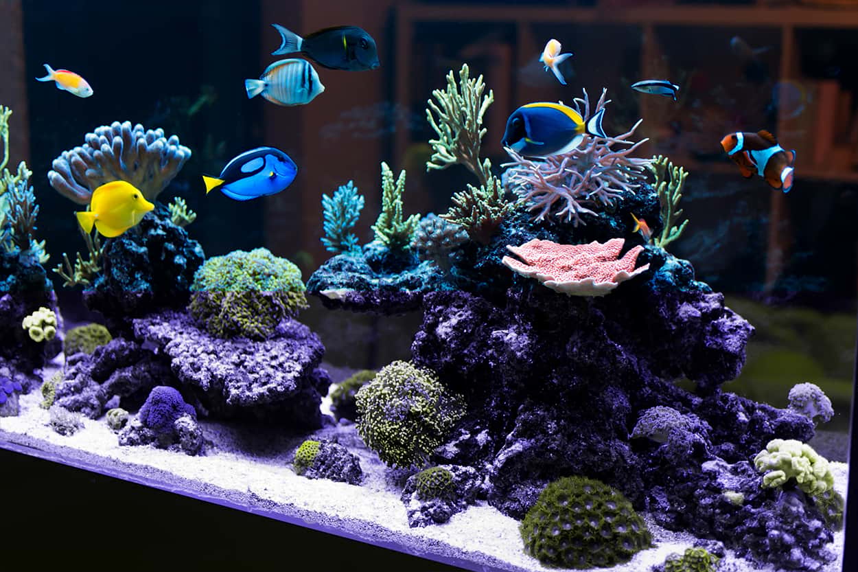 bespoke aquarium