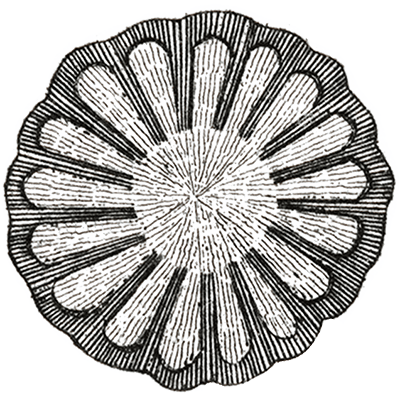 Disc