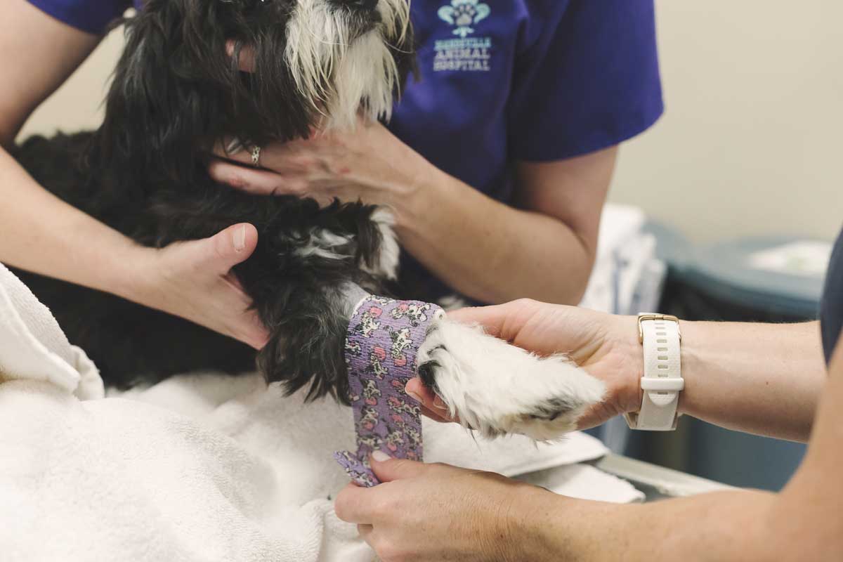 emergency vet house calls