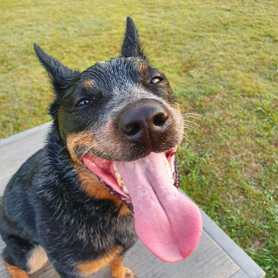 Pimpama Pet Vet: Image 1