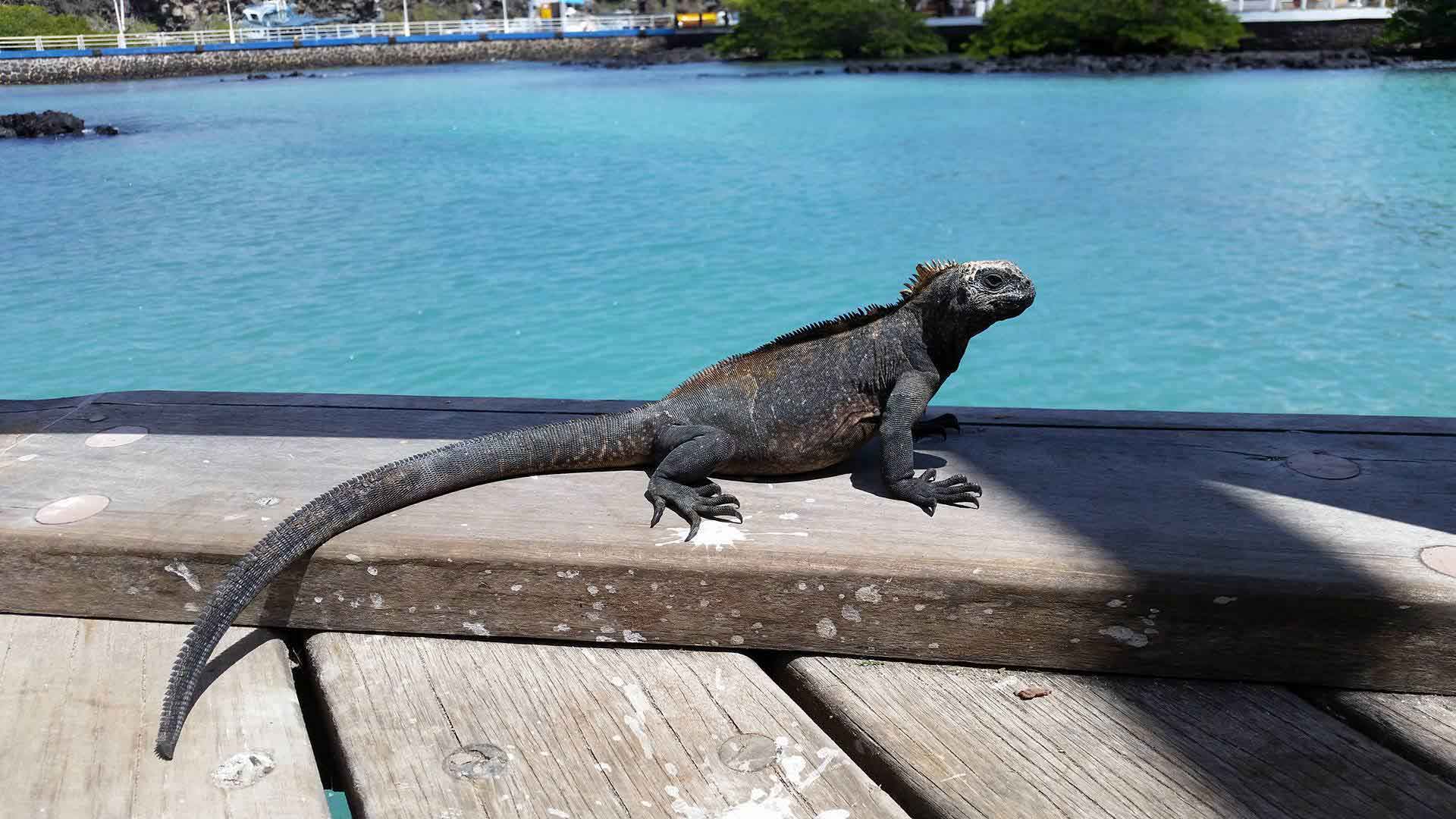 Pimpama Pet Vet: Image 2