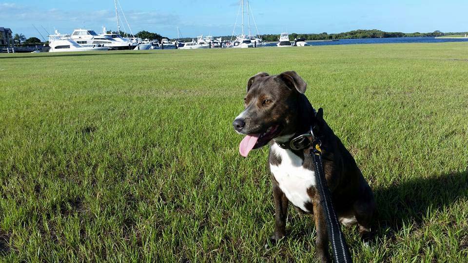 Pimpama Pet Vet: Image 3