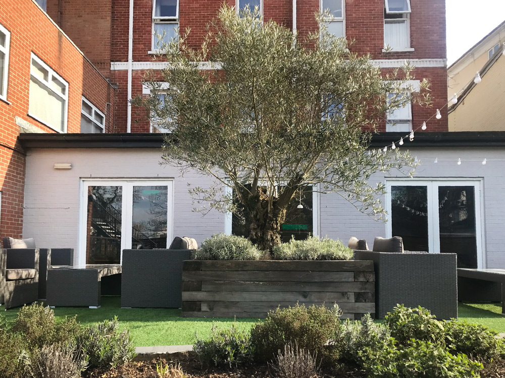 The stories this 10 year old Olive tree could tell...
