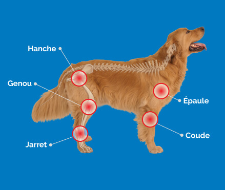 Dog Joints