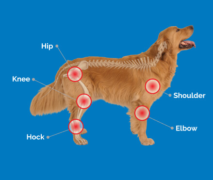 Dog Joints